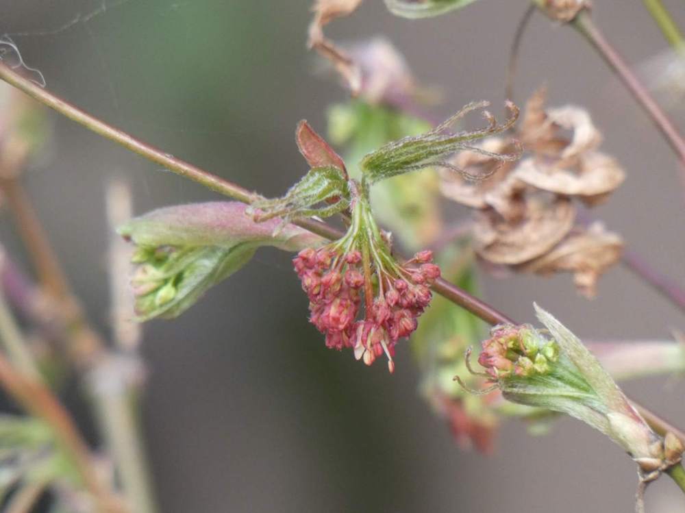 fleur de aceraceae acer palmatum gr. linearilobum cv. 'atrolineare'