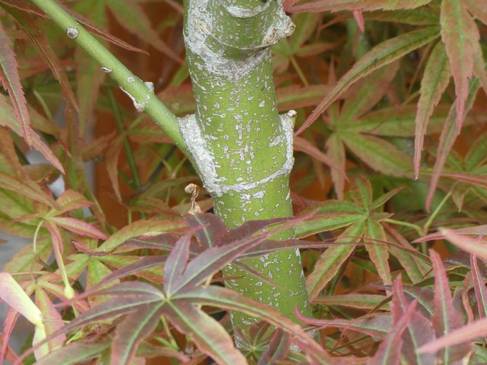 écorce de aceraceae acer palmatum gr. linearilobum cv. 'atrolineare'