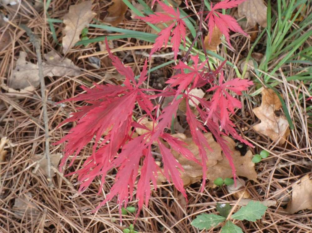 automne de aceraceae acer palmatum ssp. matsumurae gr. dissectum cv. 'atropurpureum'