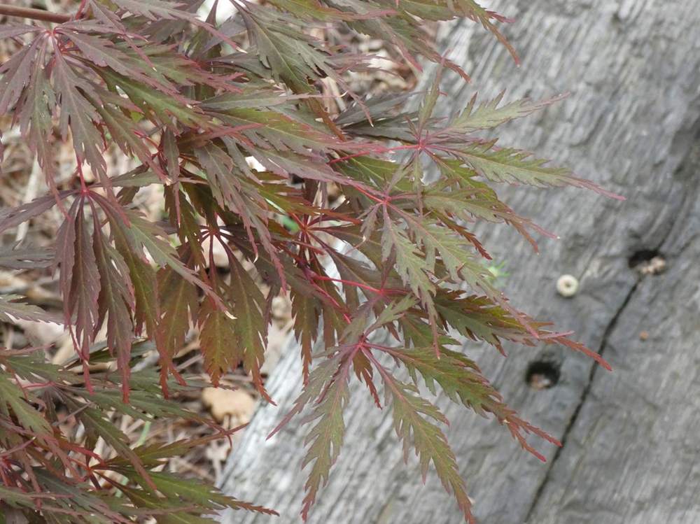 été de aceraceae acer palmatum ssp. matsumurae gr. dissectum cv. 'atropurpureum'