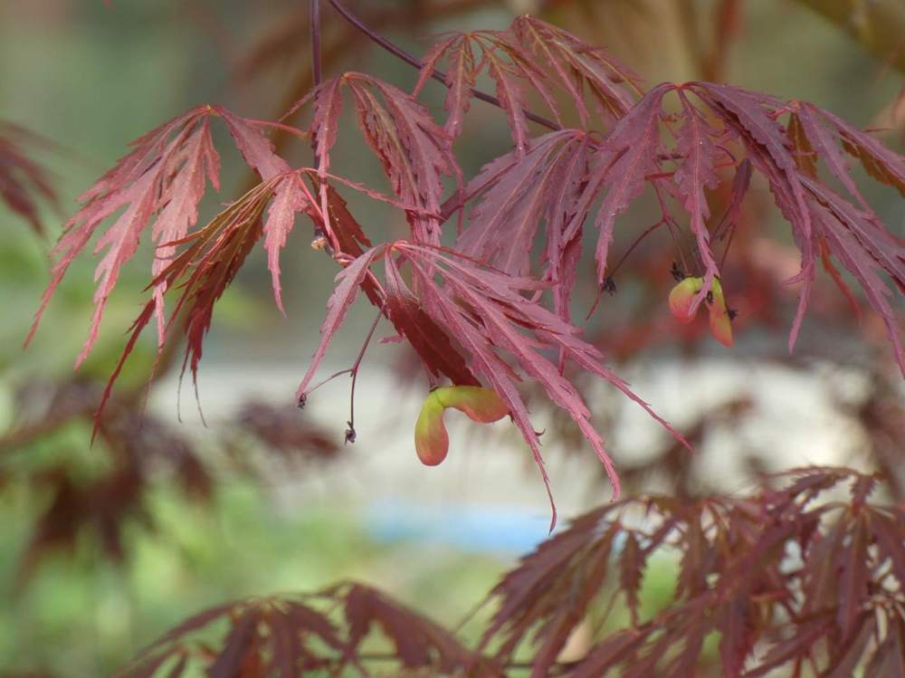 samare de aceraceae acer palmatum ssp. matsumurae gr. dissectum cv. 'atropurpureum'