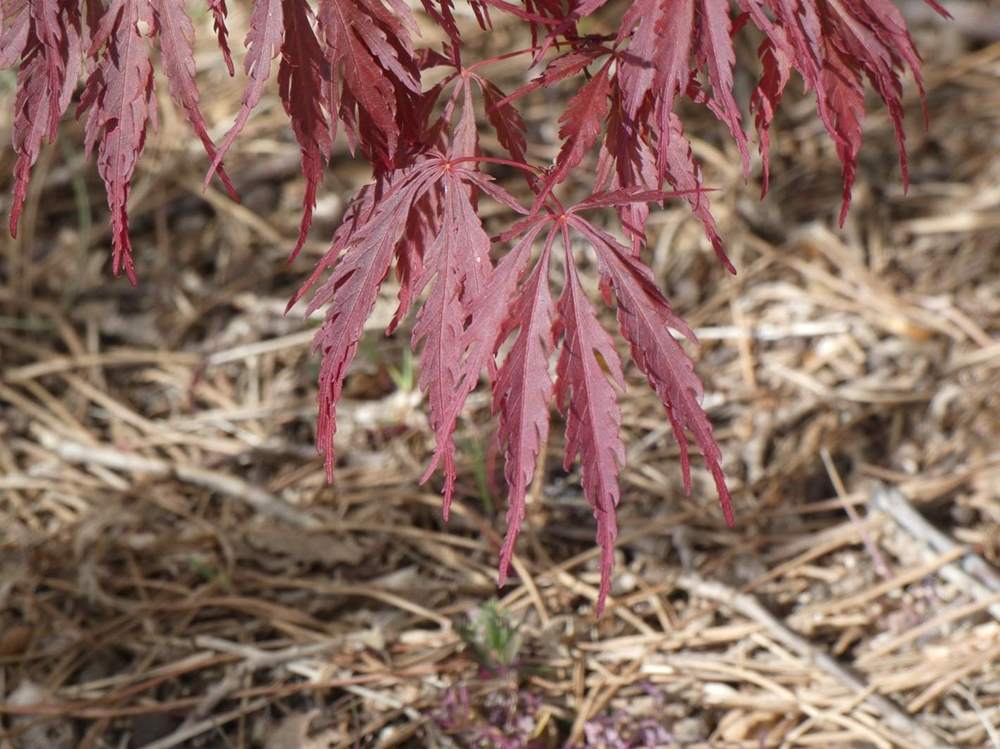 printemps de aceraceae acer palmatum ssp. matsumurae gr. dissectum cv. 'atropurpureum'