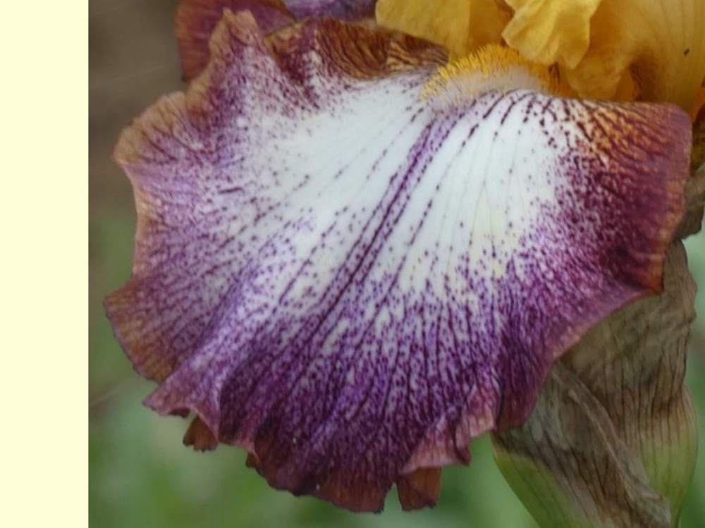 sépale de iridaceae iris barbu cv. 'aubenas'