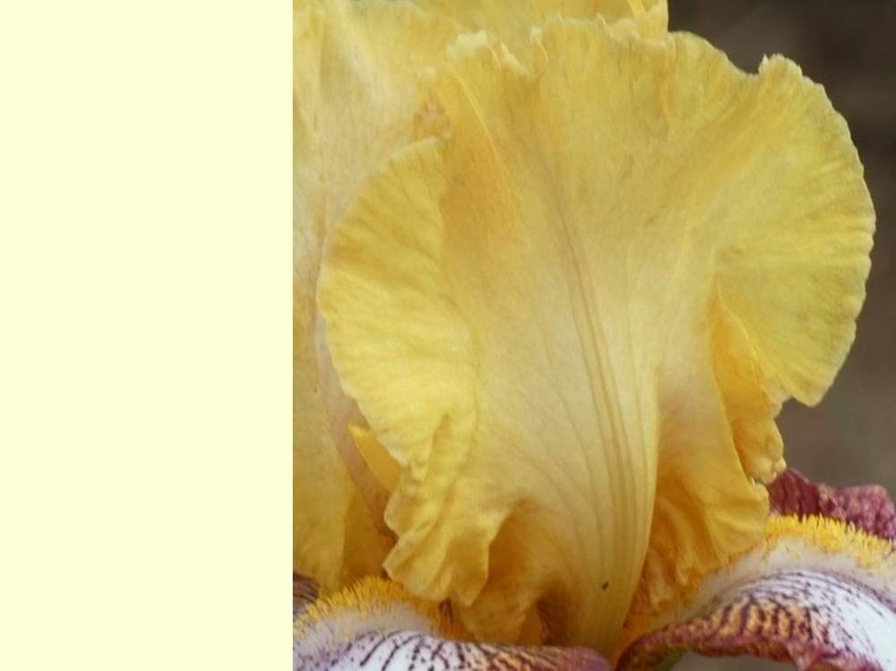 pétale de iridaceae iris barbu cv. 'aubenas'