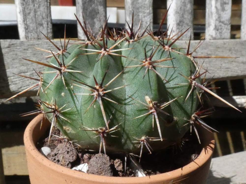 visuel de cactaceae lobivia aurea