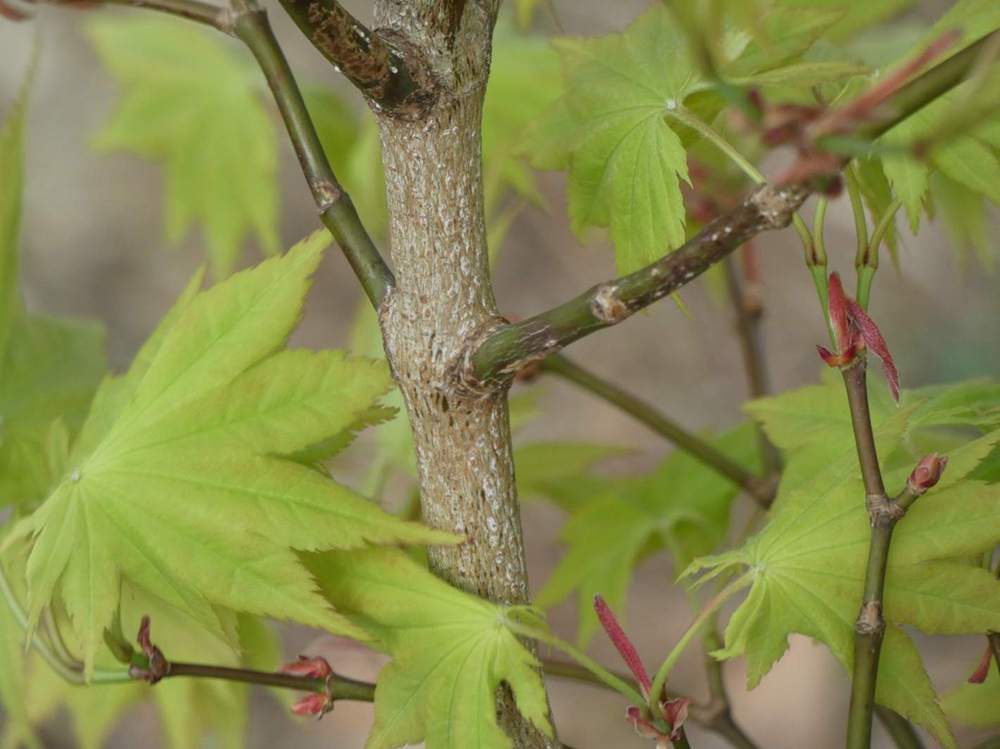 écorce de aceraceae acer shirasawanum cv. 'autumn moon'