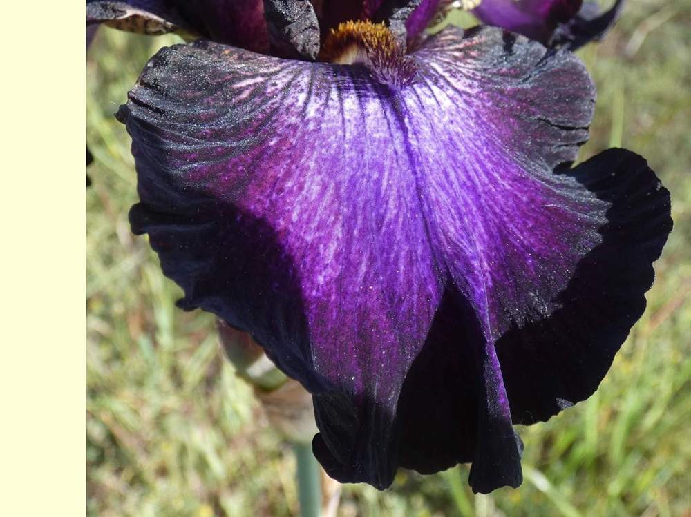 sépale de iridaceae iris barbu cv. 'baltic star'