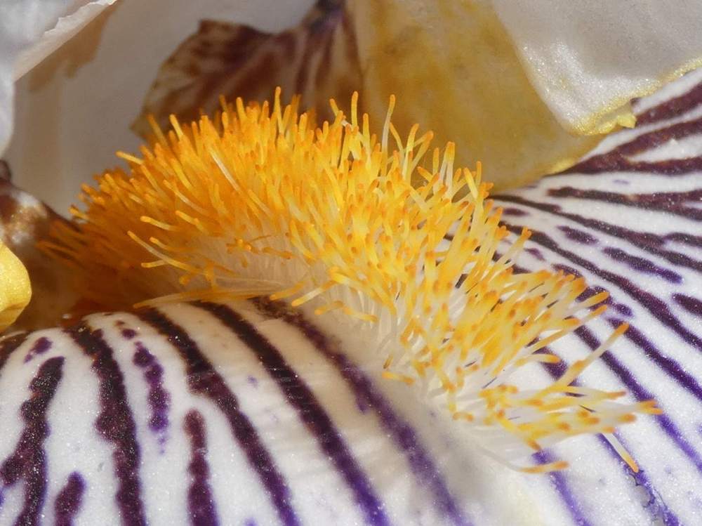 barbe de iridaceae iris barbu cv. 'barbe noire'