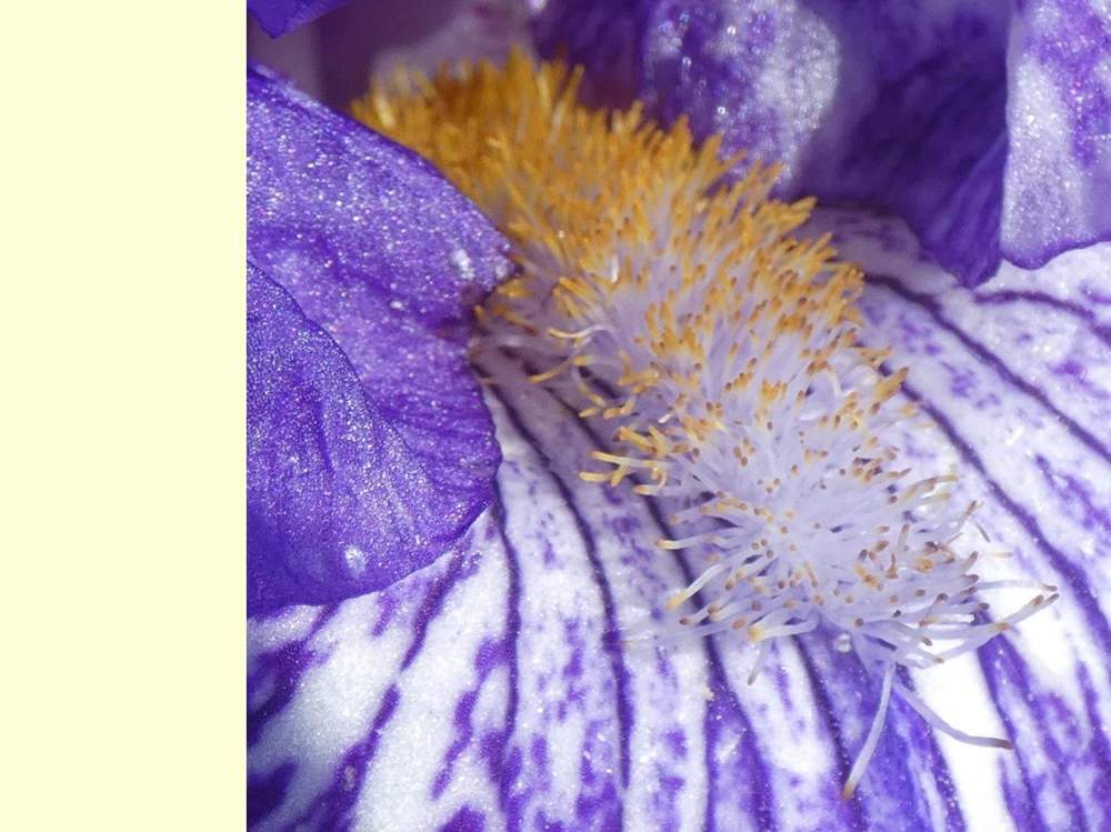 barbe de iridaceae iris barbu cv. 'batik'