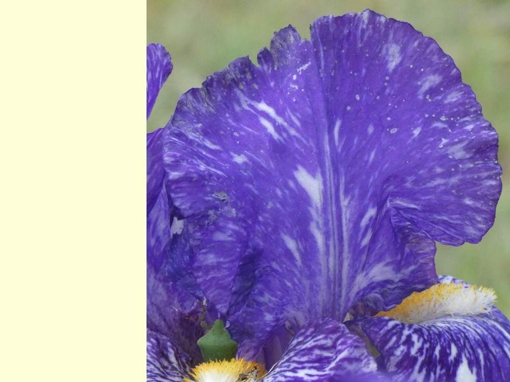 pétale de iridaceae iris barbu cv. 'batik'