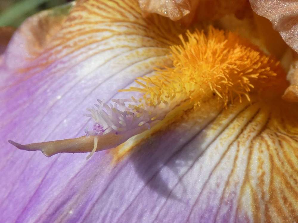 barbe de iridaceae iris barbu cv. 'battle star'