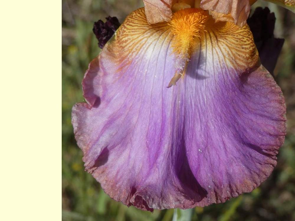 sépale de iridaceae iris barbu cv. 'battle star'