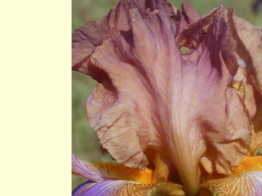 pétale de iridaceae iris barbu cv. 'battle star'