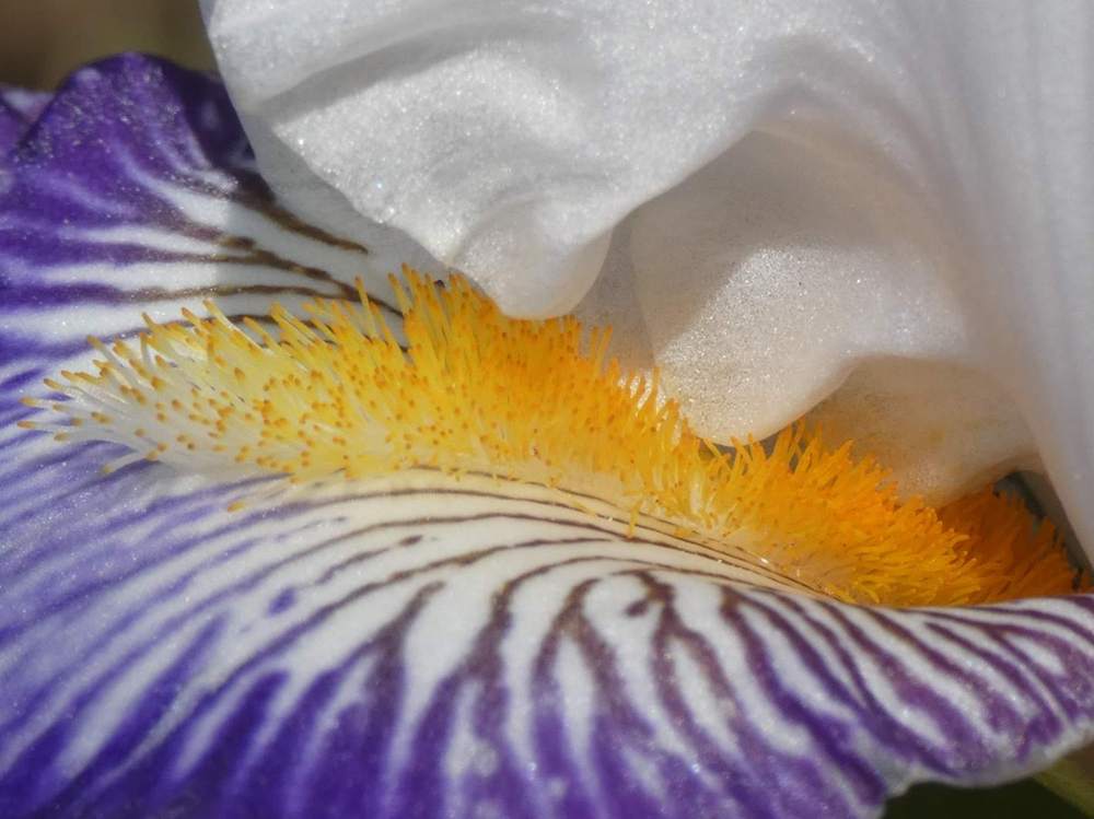 barbe de iridaceae iris barbu cv. 'beautiful nitra'