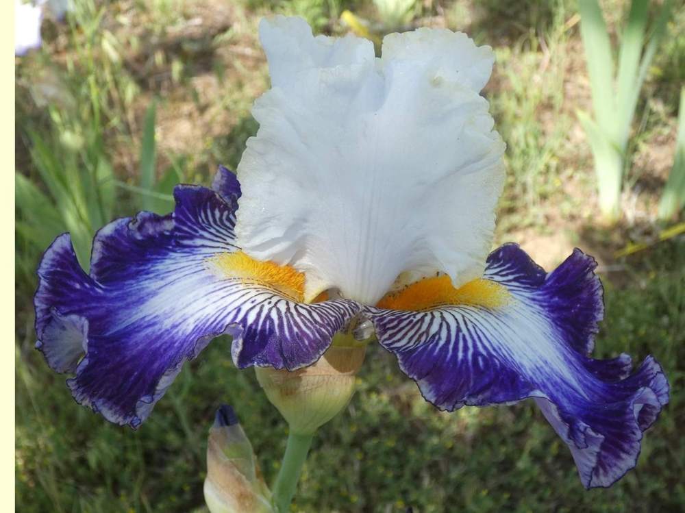 iridaceae iris barbu cv. 'beautiful nitra'