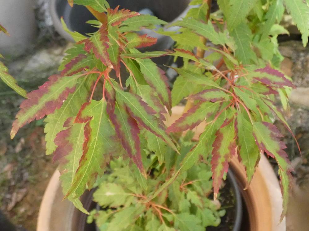 automne de aceraceae acer palmatum cv. 'beni hagoromo'