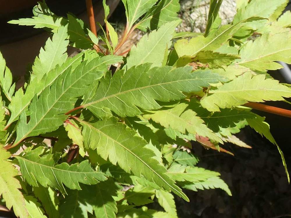 été de aceraceae acer palmatum cv. 'beni hagoromo'