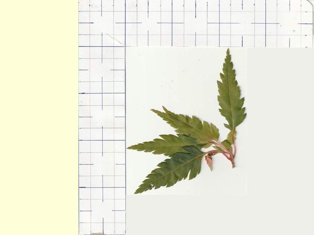 Aceraceae Acer palmatum cv. 'beni hagoromo'