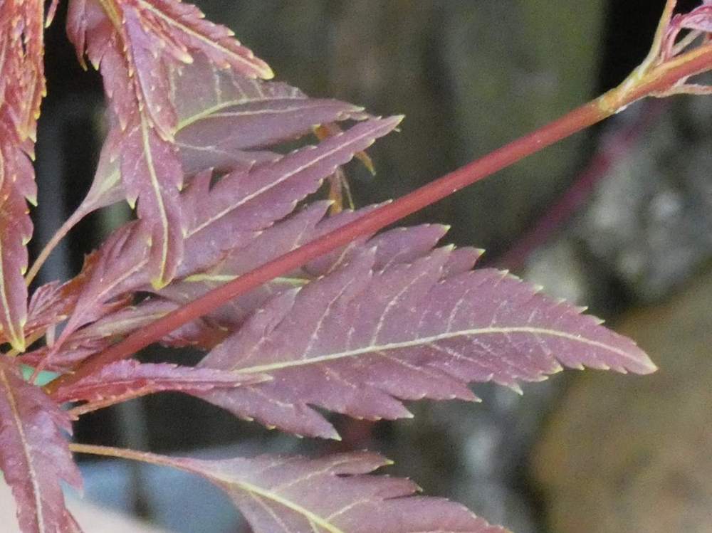 jeune bois de aceraceae acer palmatum cv. 'beni hagoromo'