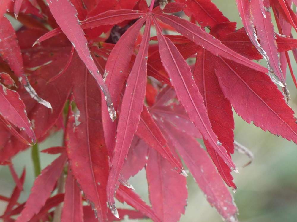 automne de aceraceae acer palmatum gr. linearilobum cv. 'beni Õtake'