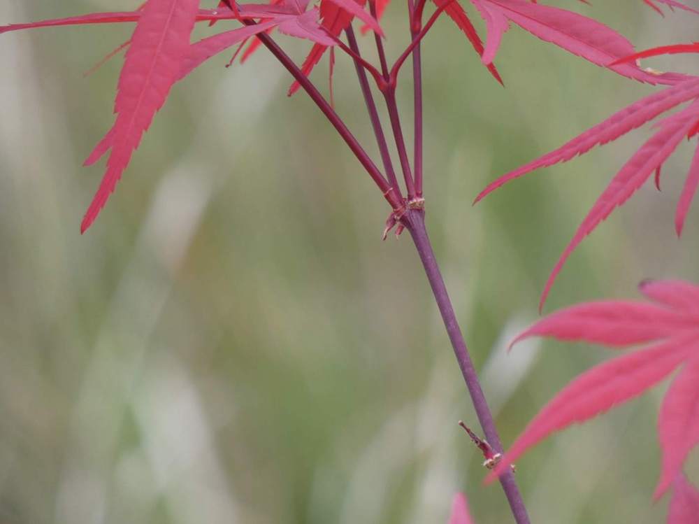 jeune bois de aceraceae acer palmatum gr. linearilobum cv. 'beni Õtake'