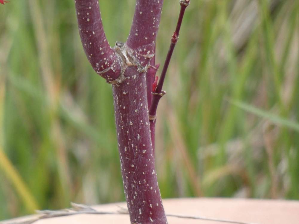 écorce de aceraceae acer palmatum gr. linearilobum cv. 'beni Õtake'