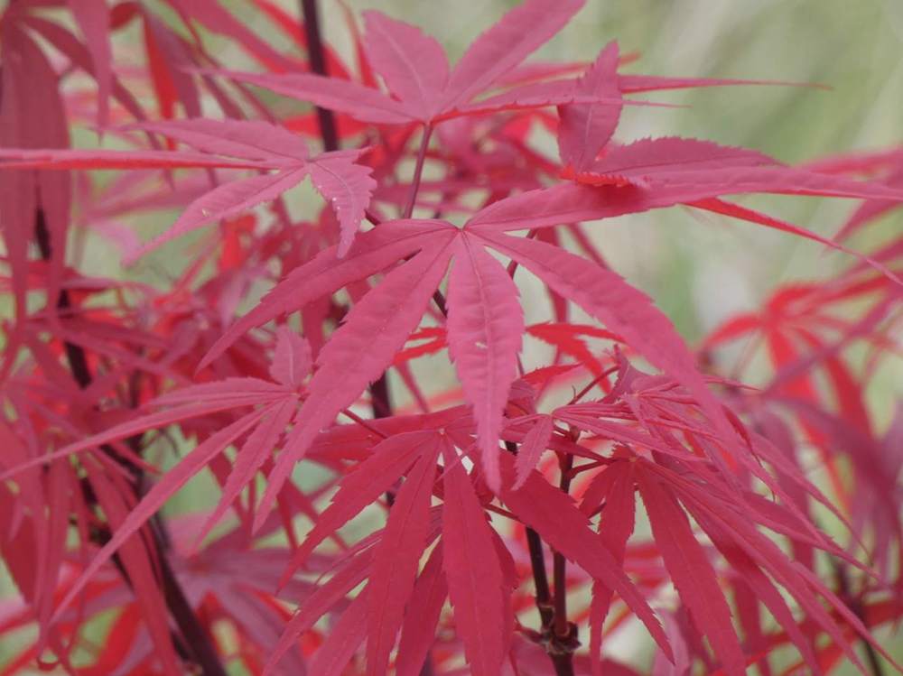 printemps de aceraceae acer palmatum gr. linearilobum cv. 'beni Õtake'