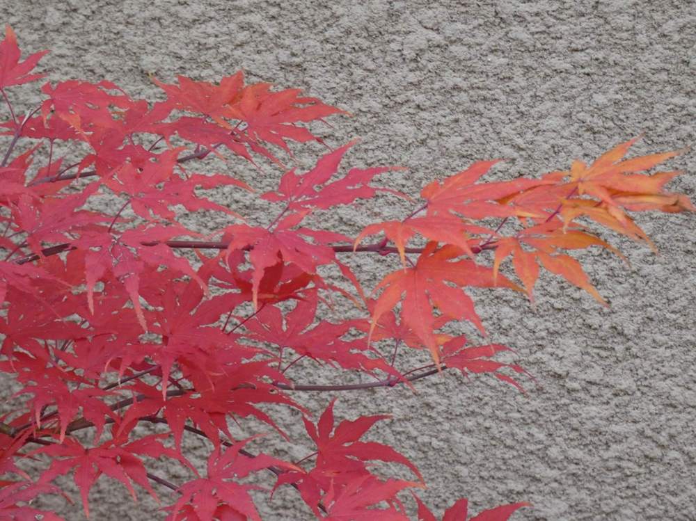automne de aceraceae acer palmatum ssp. matsumurae cv. 'beni shigitatsu sawa'