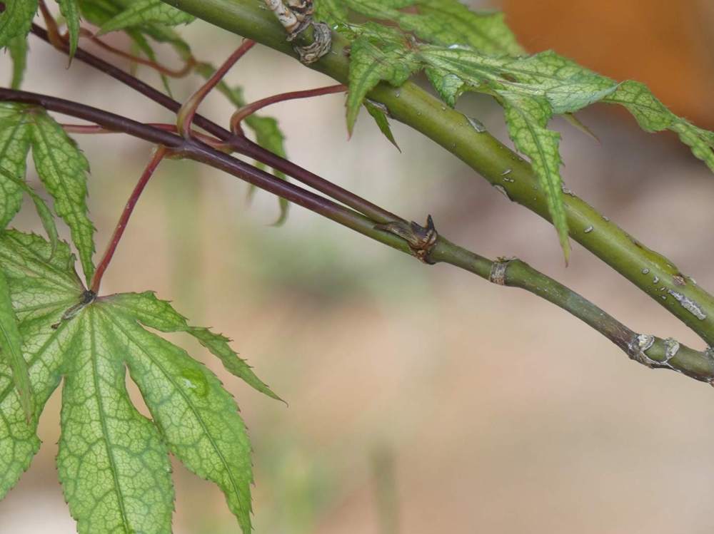 jeune bois de aceraceae acer palmatum ssp. matsumurae cv. 'beni shigitatsu sawa'