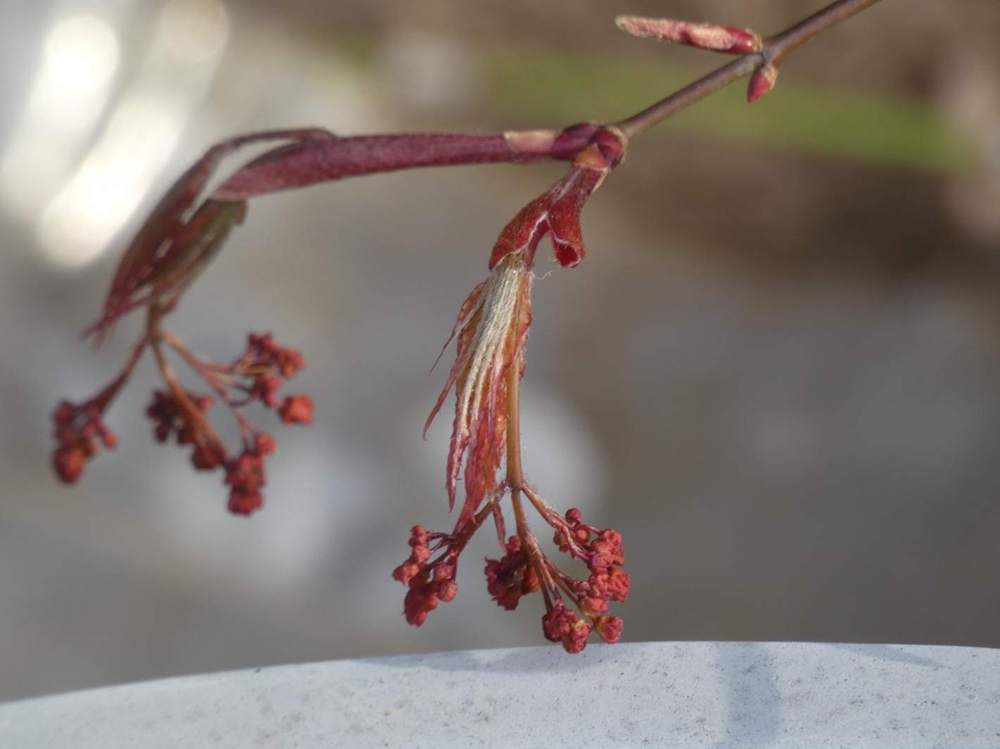 fleur de aceraceae acer palmatum ssp. matsumurae cv. 'beni shigitatsu sawa'