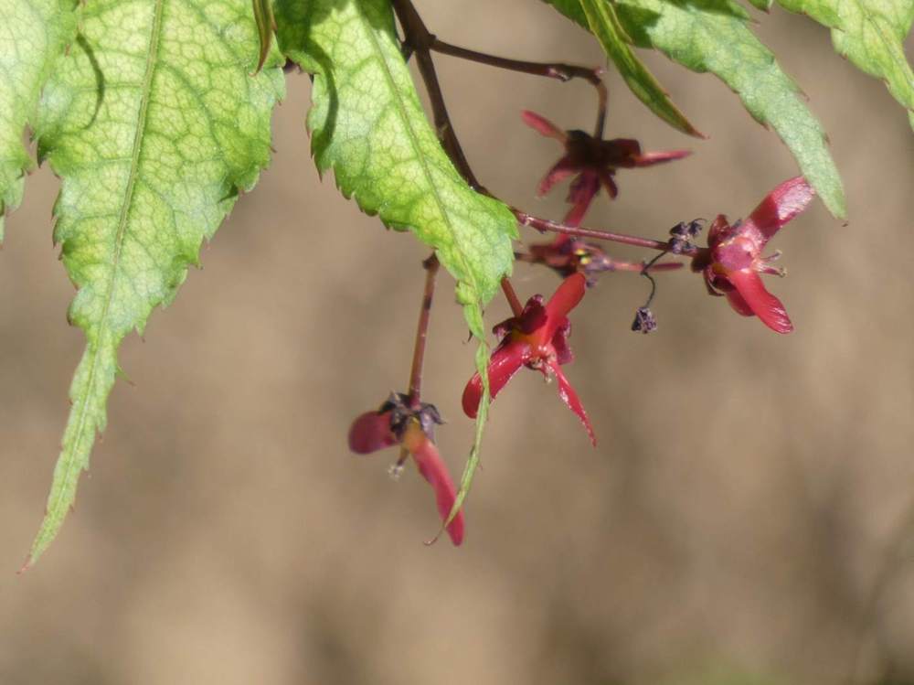 samare de aceraceae acer palmatum ssp. matsumurae cv. 'beni shigitatsu sawa'