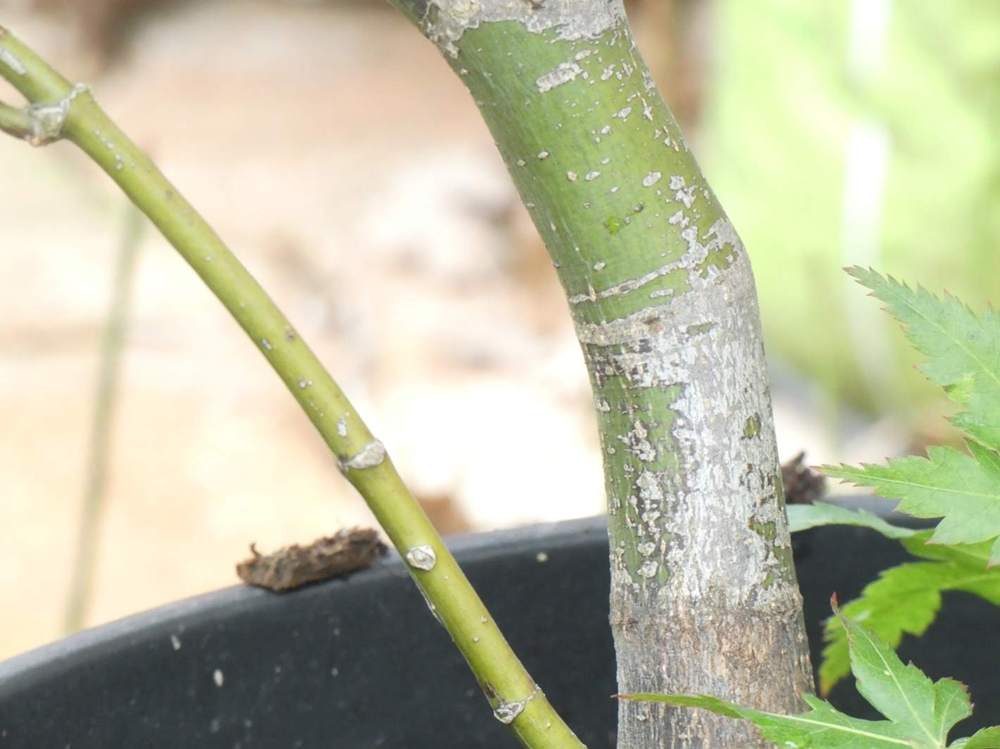 écorce de aceraceae acer palmatum ssp. matsumurae cv. 'beni shigitatsu sawa'