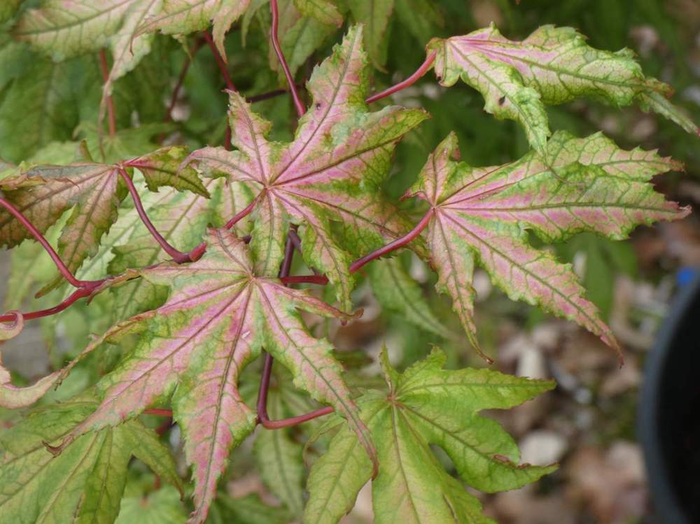 printemps de aceraceae acer palmatum ssp. matsumurae cv. 'beni shigitatsu sawa'