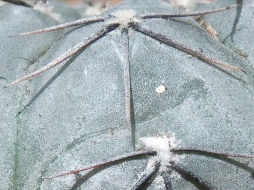 aréole-aiguillon de cactaceae gymnocalycium berchtii