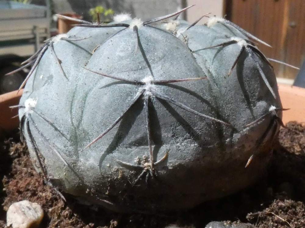Cactaceae Gymnocalycium berchtii