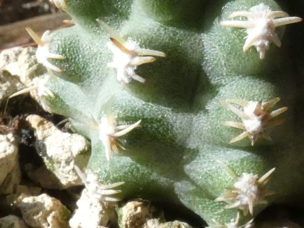 aréole-aiguillon de cactaceae Haageocereus bieblii