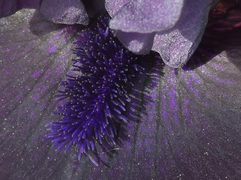 barbe de iridaceae iris barbu cv. 'black sublime'