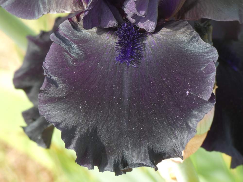 sépale de iridaceae iris barbu cv. 'black sublime'