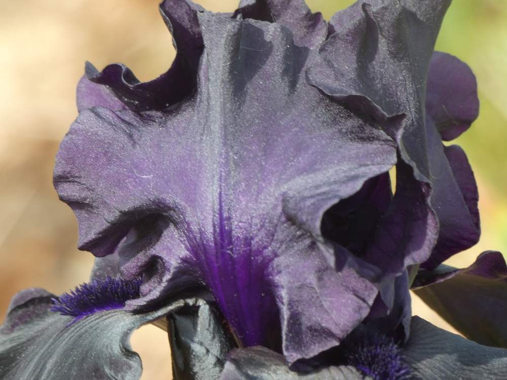 pétale de iridaceae iris barbu cv. 'black sublime'