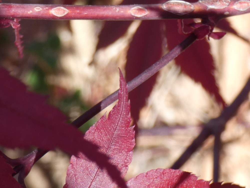 jeune bois de aceraceae acer palmatum ssp. amoenum cv. 'bloodgood'
