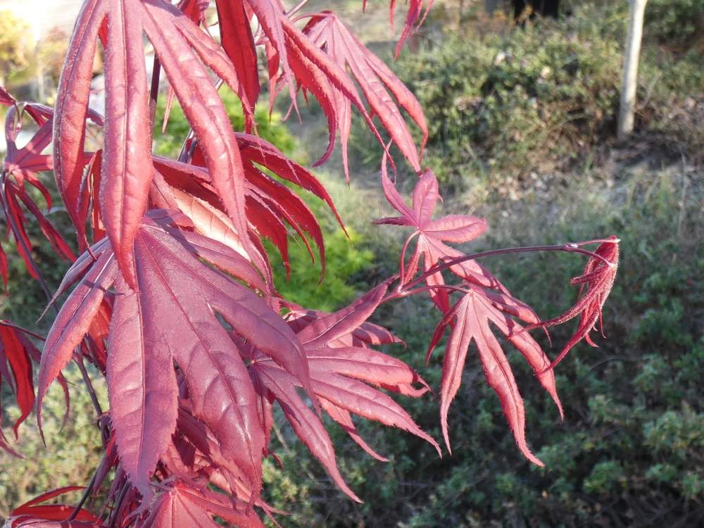 printemps de aceraceae acer palmatum ssp. amoenum cv. 'bloodgood'