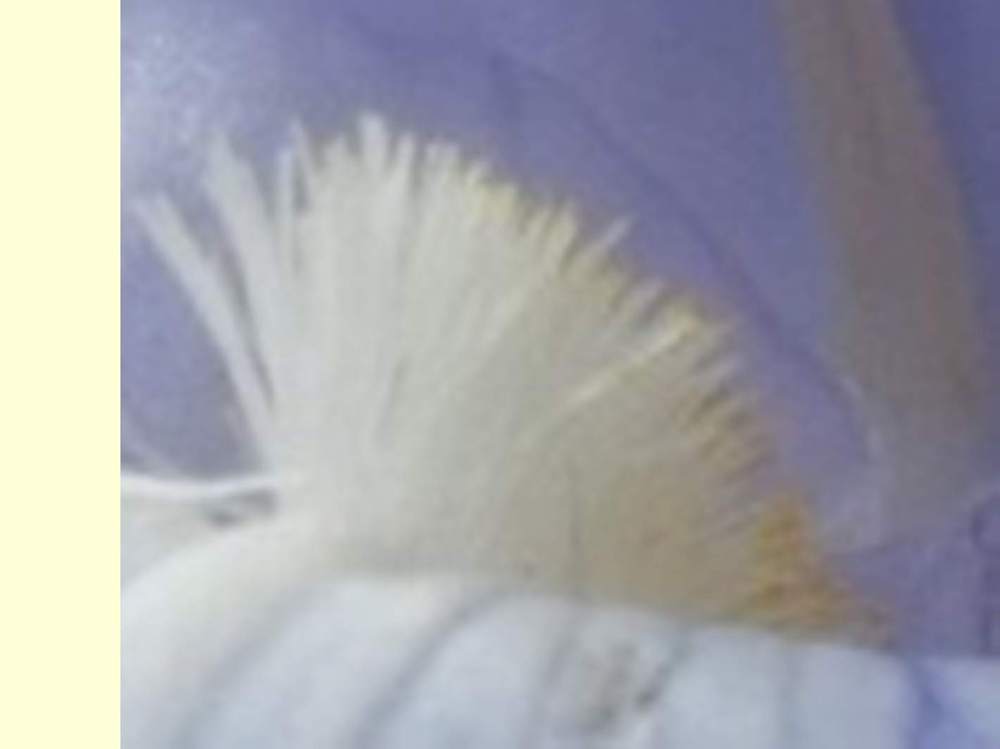 barbe de iridaceae iris barbu cv. 'blue reflection'