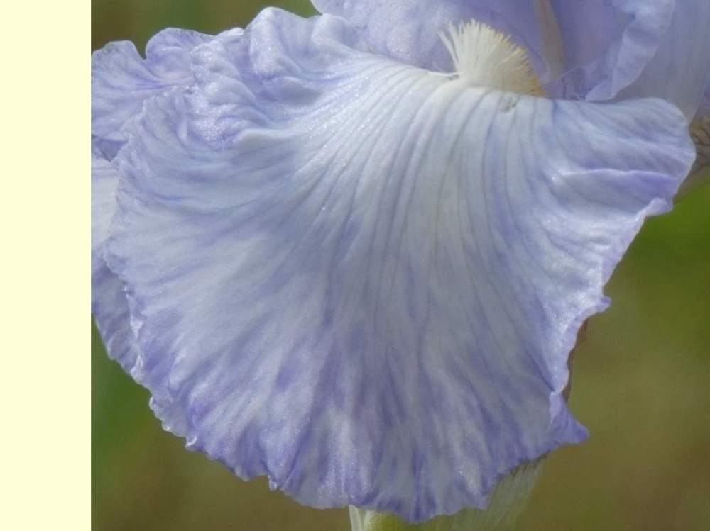 sépale de iridaceae iris barbu cv. 'blue reflection'