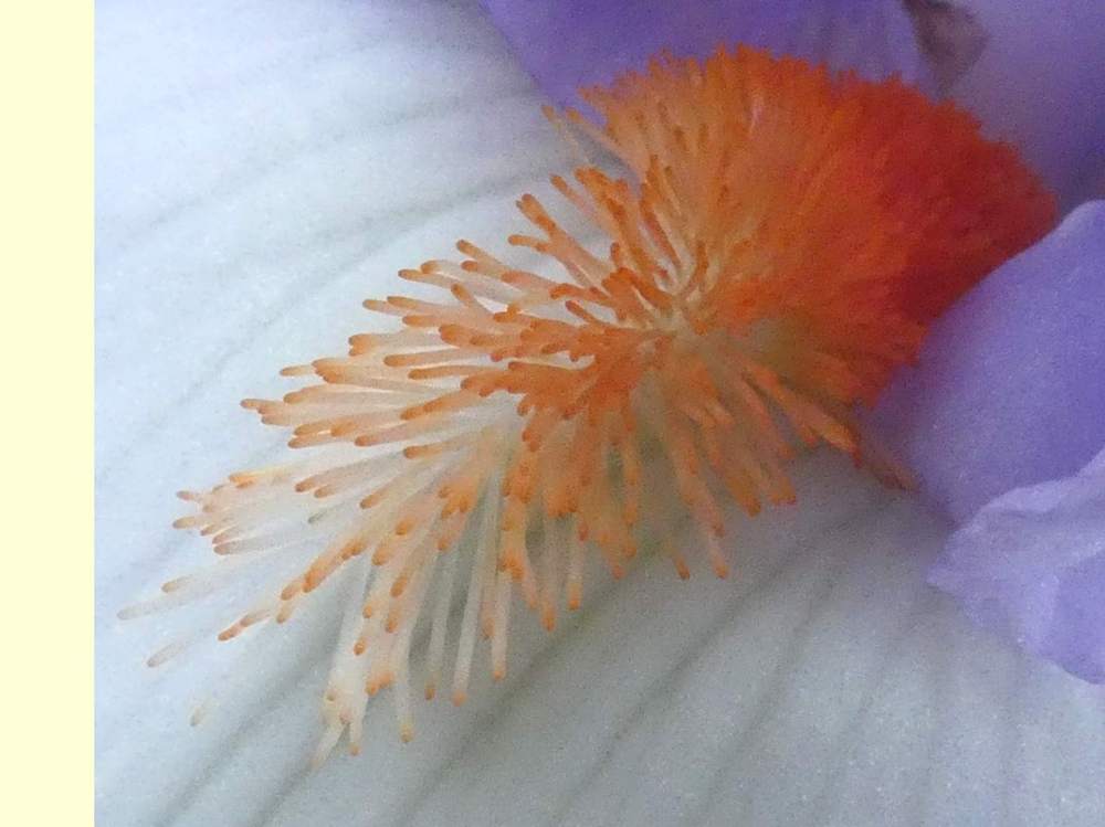 barbe de iridaceae iris barbu cv. 'blue rising'