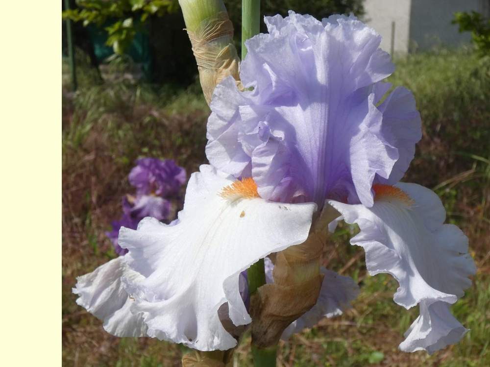 iridaceae iris barbu cv. 'blue rising'