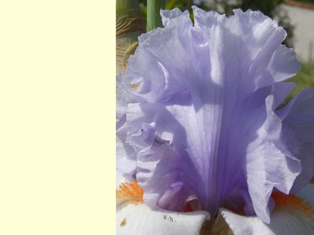 pétale de iridaceae iris barbu cv. 'blue rising'