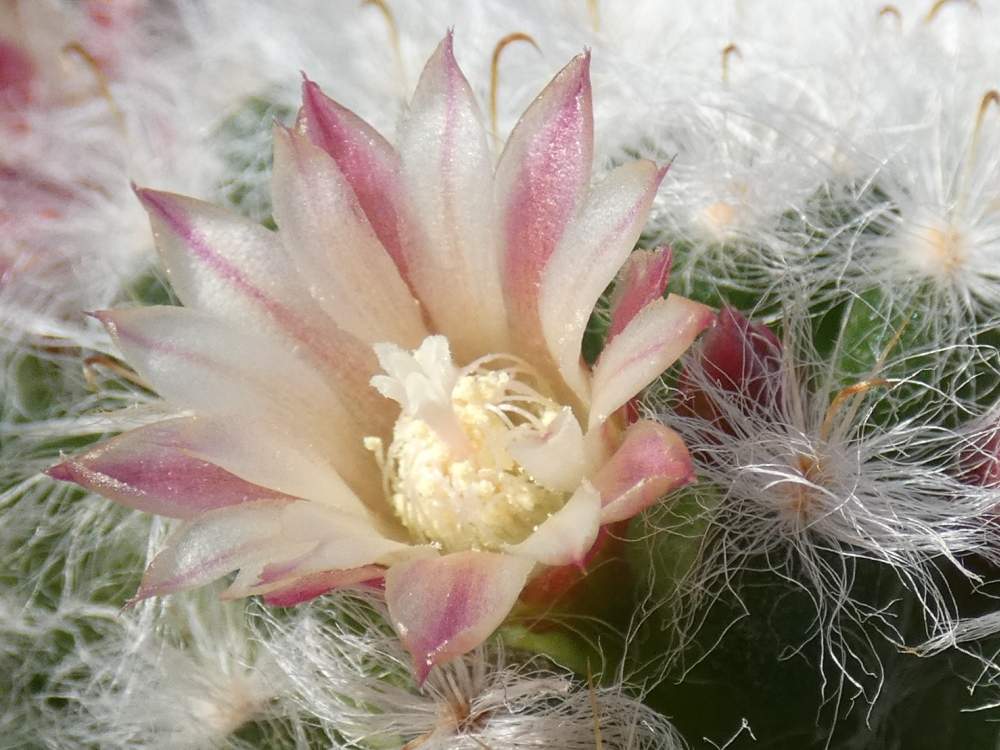 fleur de cactaceae mammillaria bocasana blanche