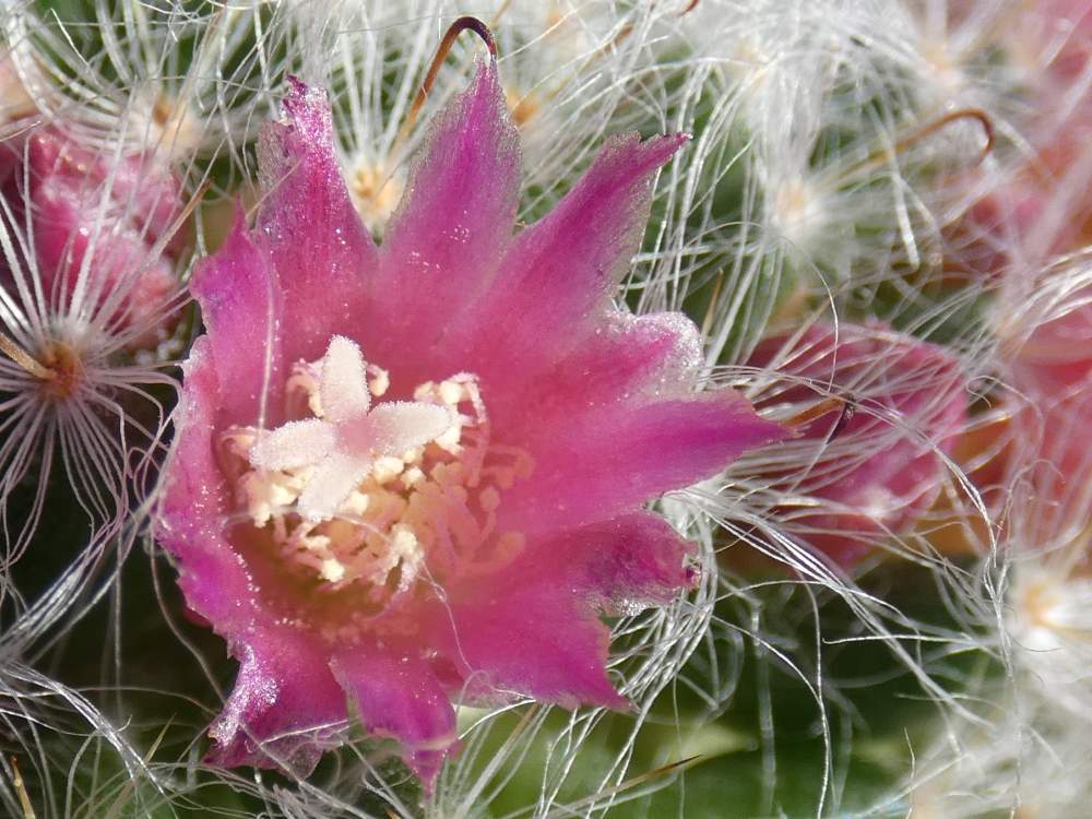 fleur de cactaceae mammillaria bocasana rose