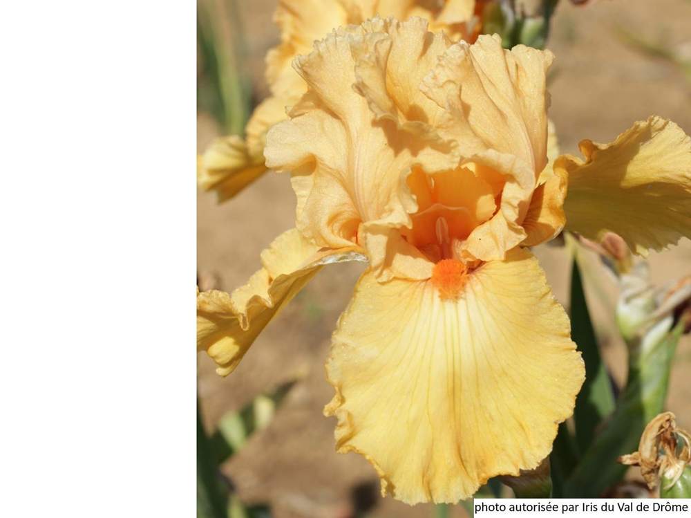 iridaceae iris barbu cv. 'bogota'