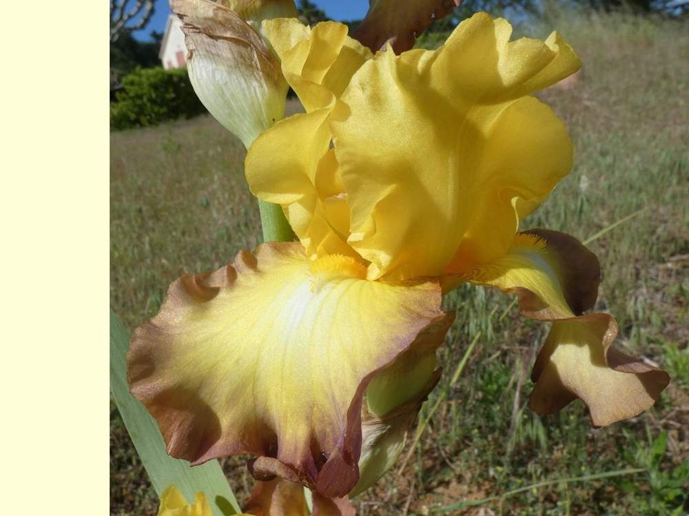 iridaceae iris barbu cv. 'bold vision'